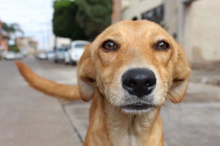 Objetivo é reduzir número de cães que vivem nas ruas - Foto: Divulgação/Pixabay