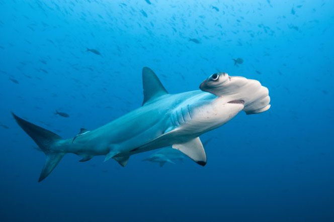 Registro raro de tubarão-martelo deve contribuir para a criação de políticas públicas de conservação