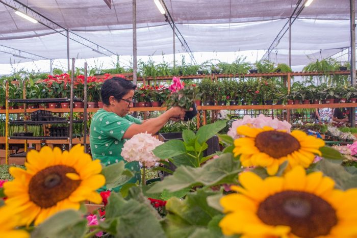 Coronavírus: mercado de flores se prepara para um Dia das Mães atípico