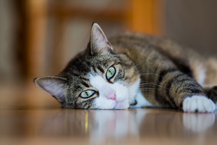 Dia Mundial do Gato: 7 mitos desvendados sobre o felino