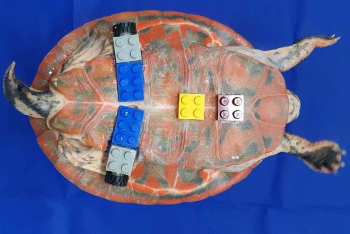 Veterinário do interior de Minas usa peças de brinquedo como prótese para tartaruga