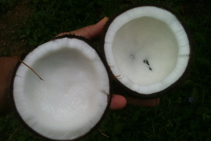 Óleo de coco: saiba os benefícios do alimento para sua saúde e rotina