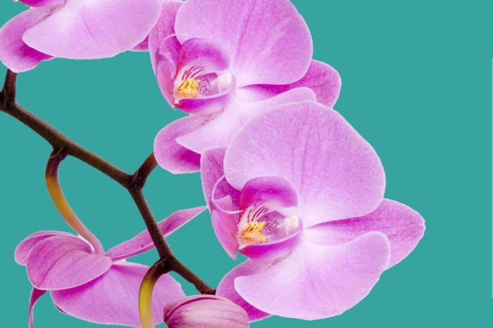 4ª Exposição de Orquídeas no Shopping Jardim das Américas