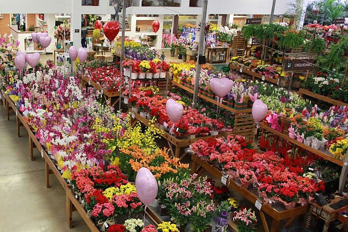 Maior floricultura do país pretende vender 100 mil botões de rosas vermelhas no Dia dos Namorados