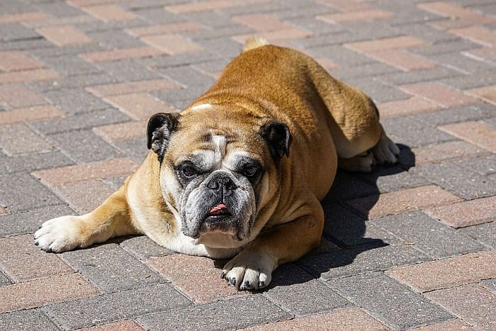Especialistas alertam sobre os problemas da obesidade para a saúde de cães e gatos