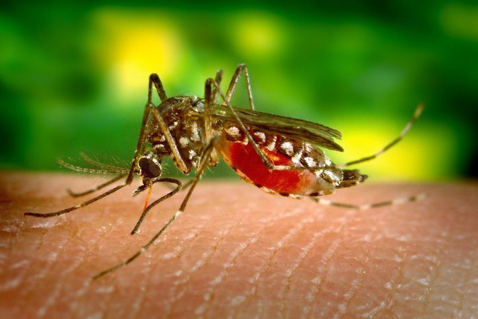 Cresce número de cidades do PR em epidemia de dengue