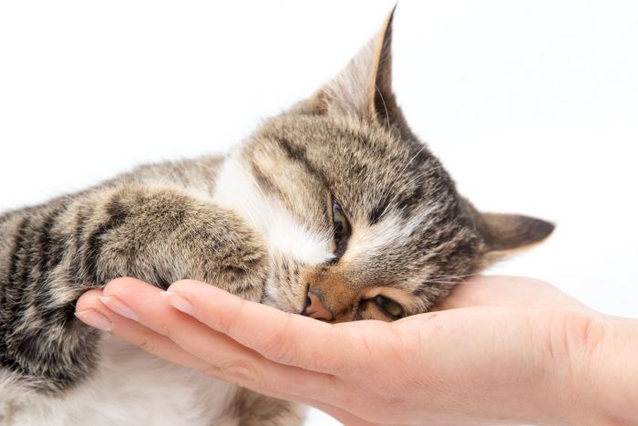 Pet center promove eventos para apaixonados por animais