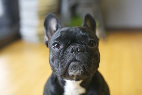Encontro de Buldogue Francês - Créditos: divulgação Encontro de Buldogue Francês - Créditos: divulgação