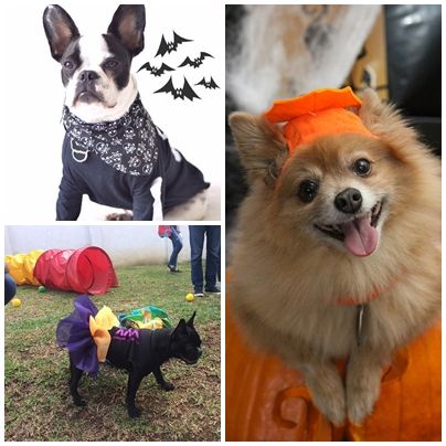 Halloween Pet