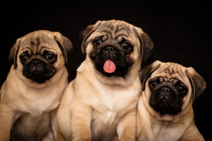 Encontro de Pugs HiperZoo - domingo, 22 de abril - Foto: Divulgação 