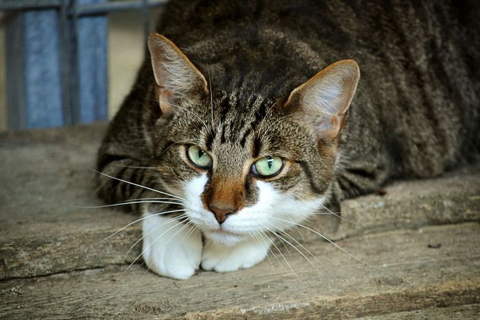 Gatos de famílias de baixa renda também serão beneficiados - Foto: Divulgação/Pixabay