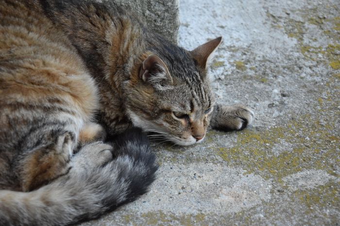Castramóvel também fará castração de gatos - Foto: Divulgação Castramóvel também fará castração de gatos - Foto: Divulgação