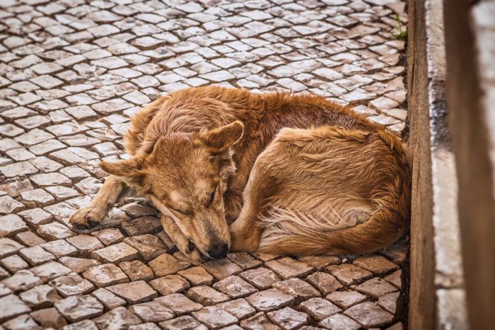 Cães semidomiciliados e errantes são alvos do Castramóvel - Foto: Divulgação Cães semidomiciliados e errantes são alvos do Castramóvel - Foto: Divulgação