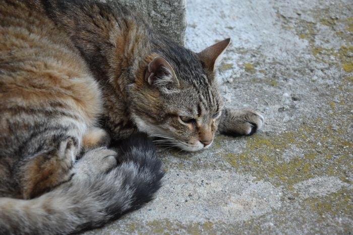 Gatos também são beneficiados - Foto: Divulgação Gatos também são beneficiados - Foto: Divulgação