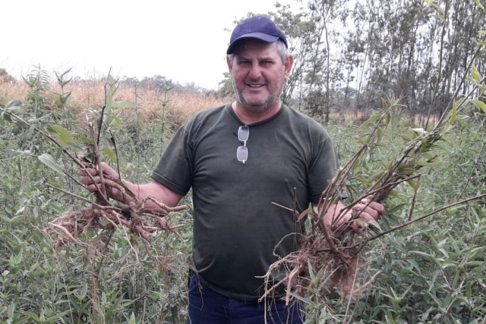 Misael Jefferson Nobre está à frente da Associação de Pequenos Produtores de Ginseng de Querência do Norte e já realizou em 2020 exportações para o Japão e para a França - Foto: Divulgação Misael Jefferson Nobre está à frente da Associação de Pequenos Produtores de Ginseng de Querência do Norte e já realizou em 2020 exportações para o Japão e para a França - Foto: Divulgação