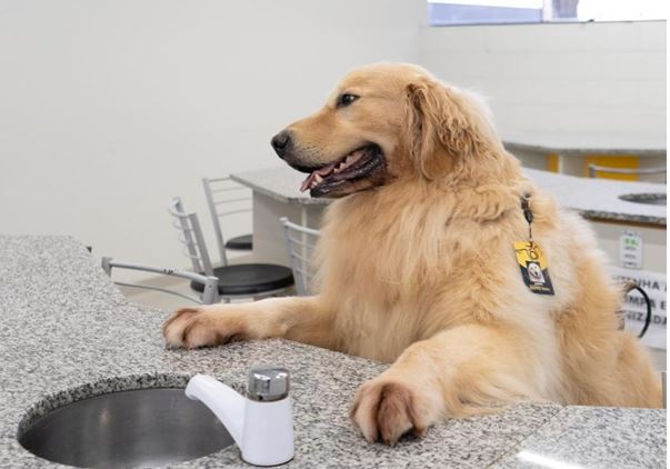Encontro reúne cães doadores de sangue na Mercadoteca