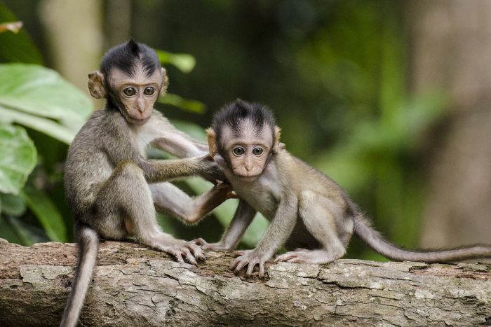 Paraná é uma das rotas do tráfico de animais silvestres para o exterior