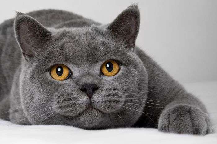 Curitiba (PR) recebe 1º Concurso Internacional de Beleza Felina