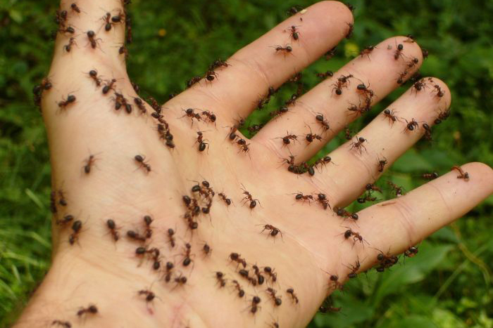 Verão requer atenção redobrada com picadas de insetos