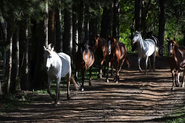 Que tal realizar sonho de andar a cavalo no Carnaval?