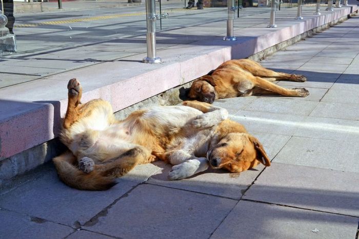 Projeto quer ampliar o número de castrações gratuitas de cães e gatos nas cidades paranaenses