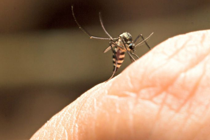 Foz do Iguaçu nunca registrou casos de Febre Amarela