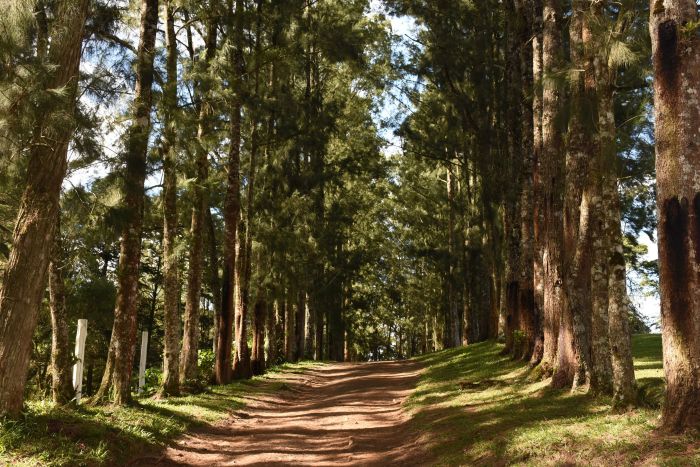 Outubro é o mês das crianças no Hotel Fazenda das Araucárias