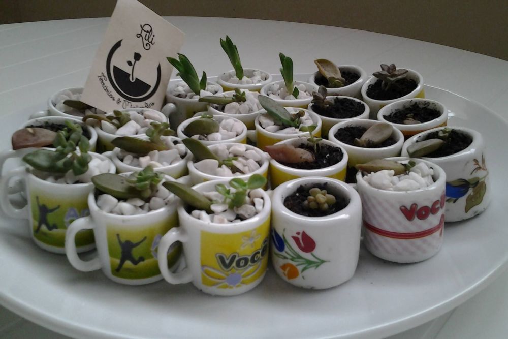 Curso oferece lições de como cuidar bem das plantas em casa 