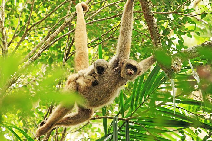 Desinformação sobre febre amarela coloca macacos em perigo  
